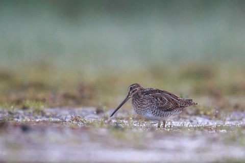 Common Snipe (Gallinago gallinago) foraging, North Rhine-Westphalia, Germany