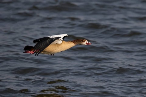 Egyptian Goose (Alopochen aegyptiaca) flying, Lake Awasa, Ethiopia