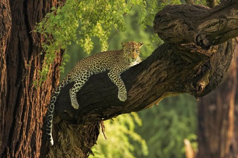 Leopard (Panthera pardus) female resting in tree, Samburu National Reserve, Kenya