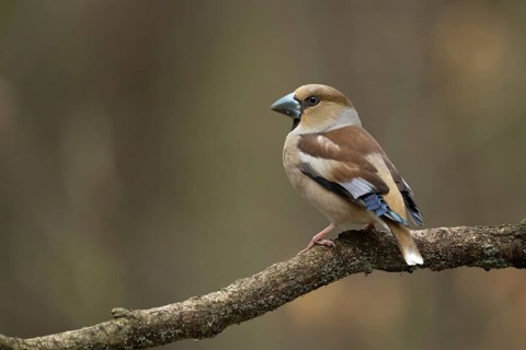 Appelvink vrouw zittend op tak, Hawfinch female isitting on pearch