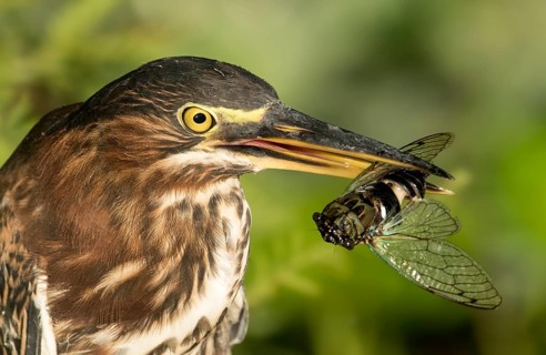 Green Heron (Butorides virescens) with insect prey, Texas, USA