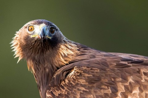 Golden Eagle (Aquila chrysaetos) female, Andalusia, Spain