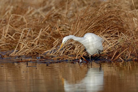 Great Egret (Ardea alba) foraging in reedbed, Mecklenburg-Western Pomerania, Germany