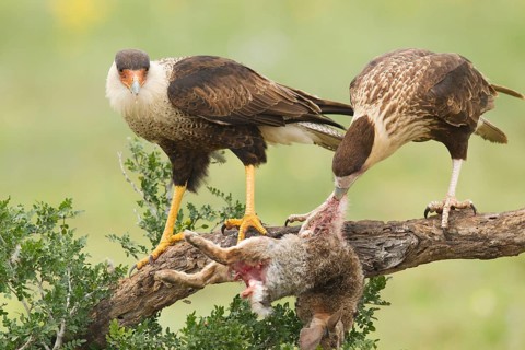 Northern Crested Caracara (Caracara cheriway) juvenile eat on carrion, Texas, USA