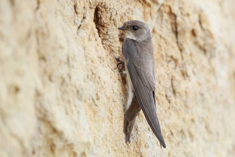 Sand Martin (Riparia riparia), North Rhine-Westphalia, Germany