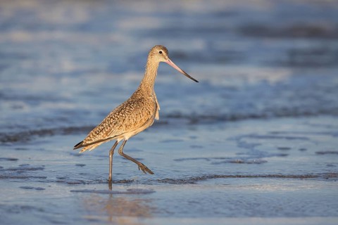 Marbled Godwit (Limosa fedoa) foraging at shoreline, California, USA