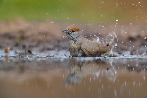 Eurasian Blackcap (Sylvia atricapilla) female bathing, Netherlands