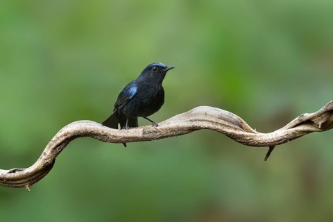 White-tailed Robin (Myiomela leucura) male perched on a branch, Yunnan, China