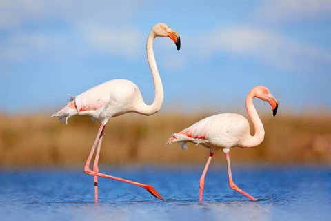 Pair of flamingos. Bird love in blue water. Two animal, walking in lake. Pink big bird Greater