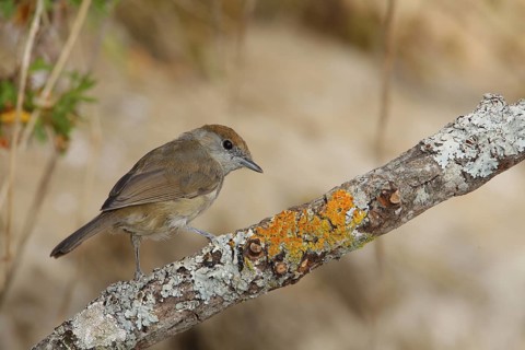 Eurasian Blackcap (Sylvia atricapilla) female perched on lichen branch, Andalusia, Spain