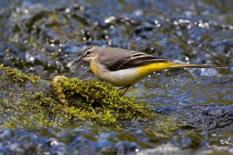 Grey Wagtail (Motacilla cinerea) female, Grobnik, Croatia
