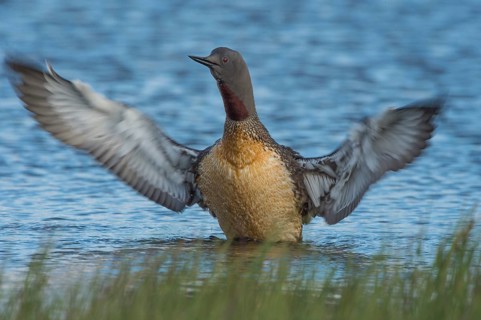 Red-throated Loon (Gavia stellata), Iceland