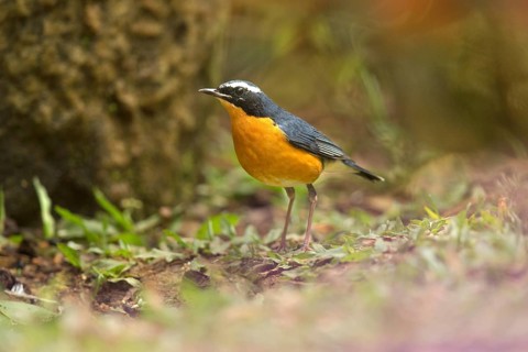 Indian Blue Robin (Larvivora brunnea) male, perched on the ground, Kerala, India