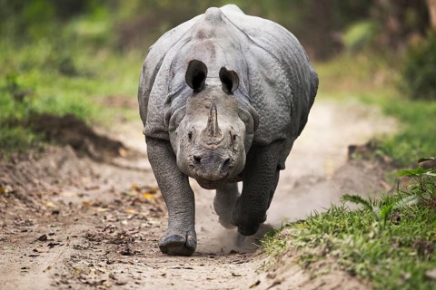 Indian Rhinoceros (Rhinoceros unicornis) male charging on a gravel road, Kaziranga National Park,