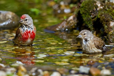 Common Linnet (Linaria cannabina) pair bathing in little stream, Mecklenburg-Western Pomerania,