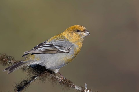Pine Grosbeak - Hakengimpel - Pinicola enucleator, Finland