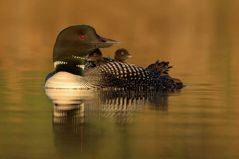 Great Northern Loon (Gavia immer) with chicks, British Columbia, Canada