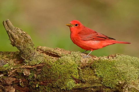 Summer Tanager (Piranga rubra) male, Texas, USA