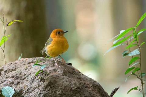 Orange-headed Thrush (Geokichla citrina), Kaeng Krachan, Thailand