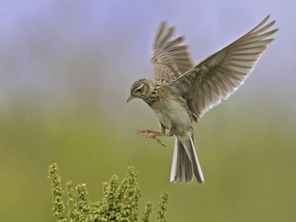 Eurasian Skylark (Alauda arvensis) landing, North Rhine-Westphalia, Germany