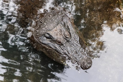 American Alligator (Alligator Mississippiensis) in an exhibit at the St. Augustine Alligator Farm