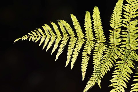 Bracken fern (Pteridium aquilinum), fern fronds against the light, North Rhine-Westphalia, Germany