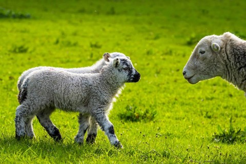 Sheep and farm in Lake District National Park, Coniston Water, Cumbria, England, United Kingdom
