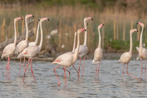 A group of flamingos in full courtship display in a wetland habitat on a clear day. The scene