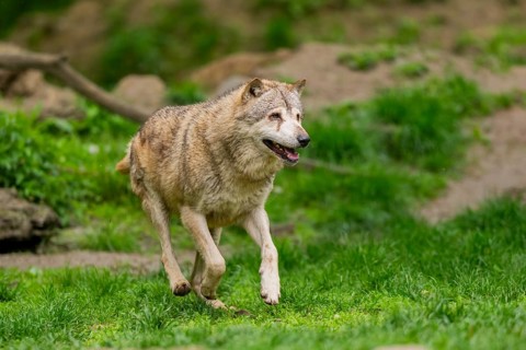 Eastern wolf (Canis lupus lycaon) running over a meadow, Bavaria, Germany