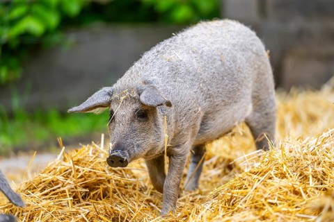 Mangalica domestic pig in the straw, Germany