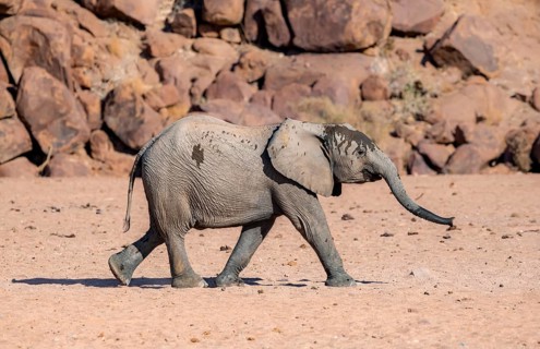 Juvenile African elephant (Loxodonta africana), desert elephant, near the Ugab River, Damaraland,