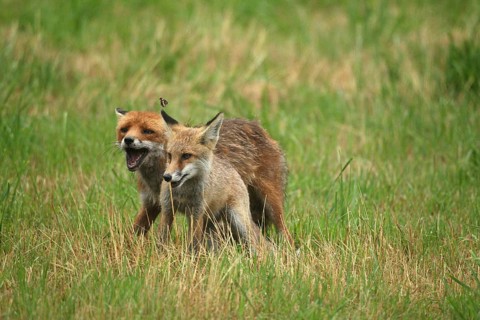 Red fox (Vulpes vulpes) male bites away weaned young, should finally become independent, butterfly
