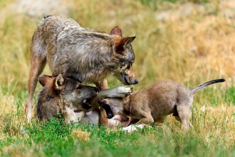 Family group of wolves playing and showing affection in a natural environment, Timberwolf, wolf,