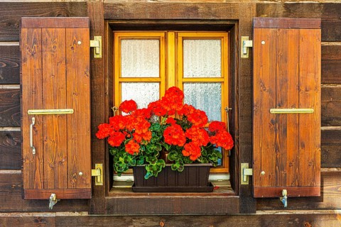 Window with wooden shutters decorated with geraniums (Pelargonium), historic village centre,