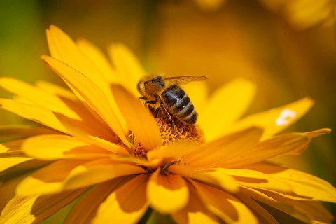 Macro photograph of a honeybee (Apis) on a yellow flower of the sun's eye, (Heliopsis),