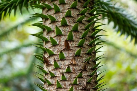 Trunk of a monkey puzzle tree (Araucaria araucana), Inverewe Gardens, Poolewe, Loch Ewe, Highlands,
