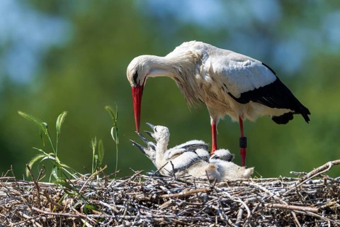 Stork feeding its chicks in the nest in front of a green, blurred background, White Stork (Ciconia