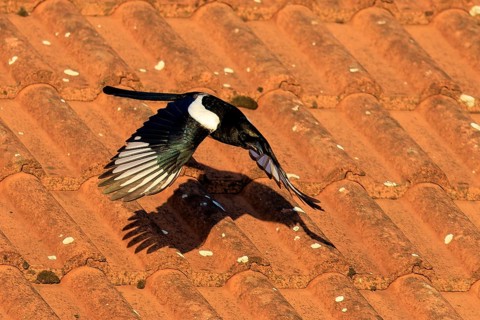 A magpie flies over a terracotta tile roof, casting a distinct shadow, Magpie (Pica pica) wildlife,