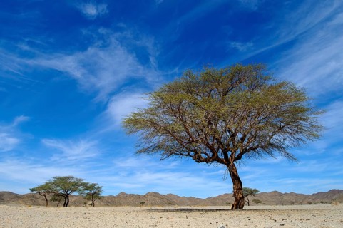 Camel thorn tree (Vachellia erioloba) in Arabian Desert part of eastern Sahara, Hurghada, Egypt