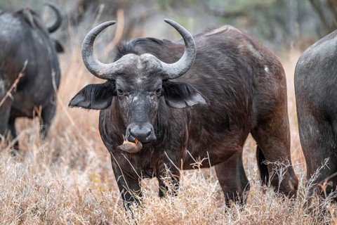 Cape buffalo (Syncerus caffer caffer) with yellow-billed oxpecker (Buphagus africanus) on the nose,