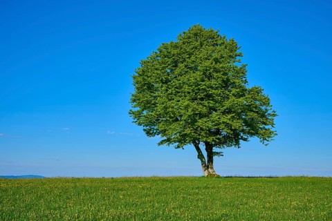 A single beech tree on a green meadow under a bright blue sky, spring, Schauinsland, Freiburg im