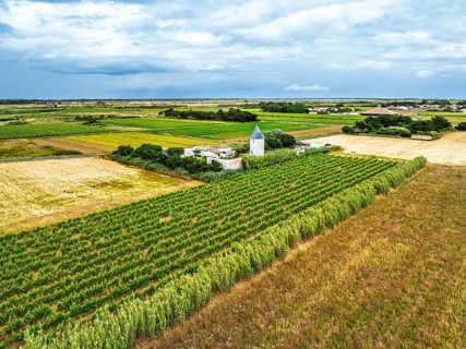Fields and Grape plantations from a drone, Saint-Clement-des-Baleines, Atlantic, France