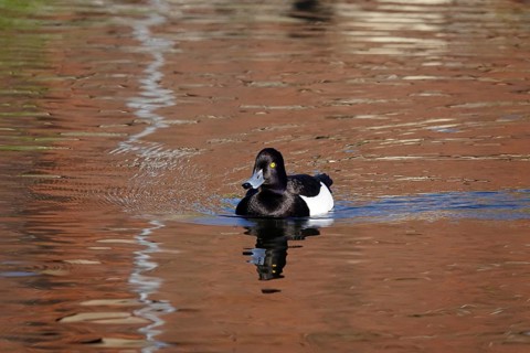 Tufted duck on a lake, May, Germany