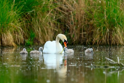 A swan with chicks in the water of a pond, surrounded by grass, Mute Swan, (cygnus olor), wildlife,
