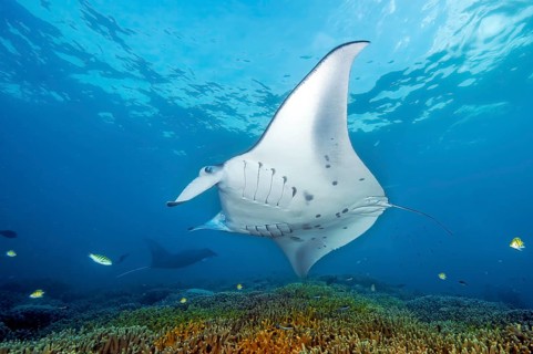 Underwater photo of giant ray manta (Manta alfredi) reef manta popularly devil ray plankton eater