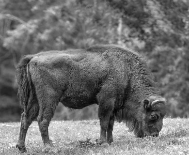 European bison (Bison bonasus) grazing, wildlife park, Bavaria, Germany