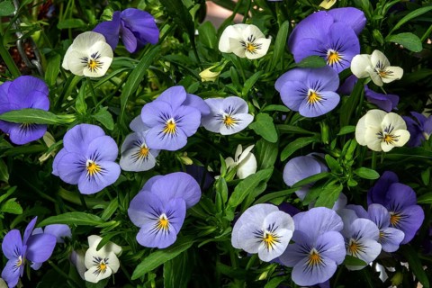 Pansy (Viola), blue and white flowering, Baden-Württemberg, Germany