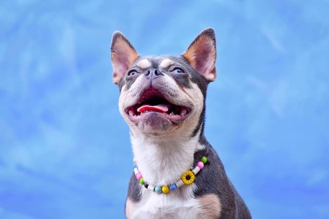 Lilac Orange Tan Maskless French Bulldog dog wearing EM ceramics anti-thick necklace in front of