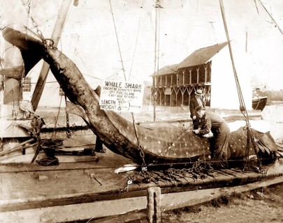 Whale shark (Rhincodon typus) caught on 9 August 1935 at Fire Island, New York. About 1000 km north