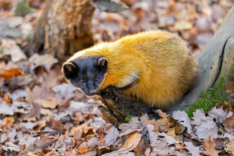 Yellow-throated marten (Martes flavigula) on an old wood, Germany